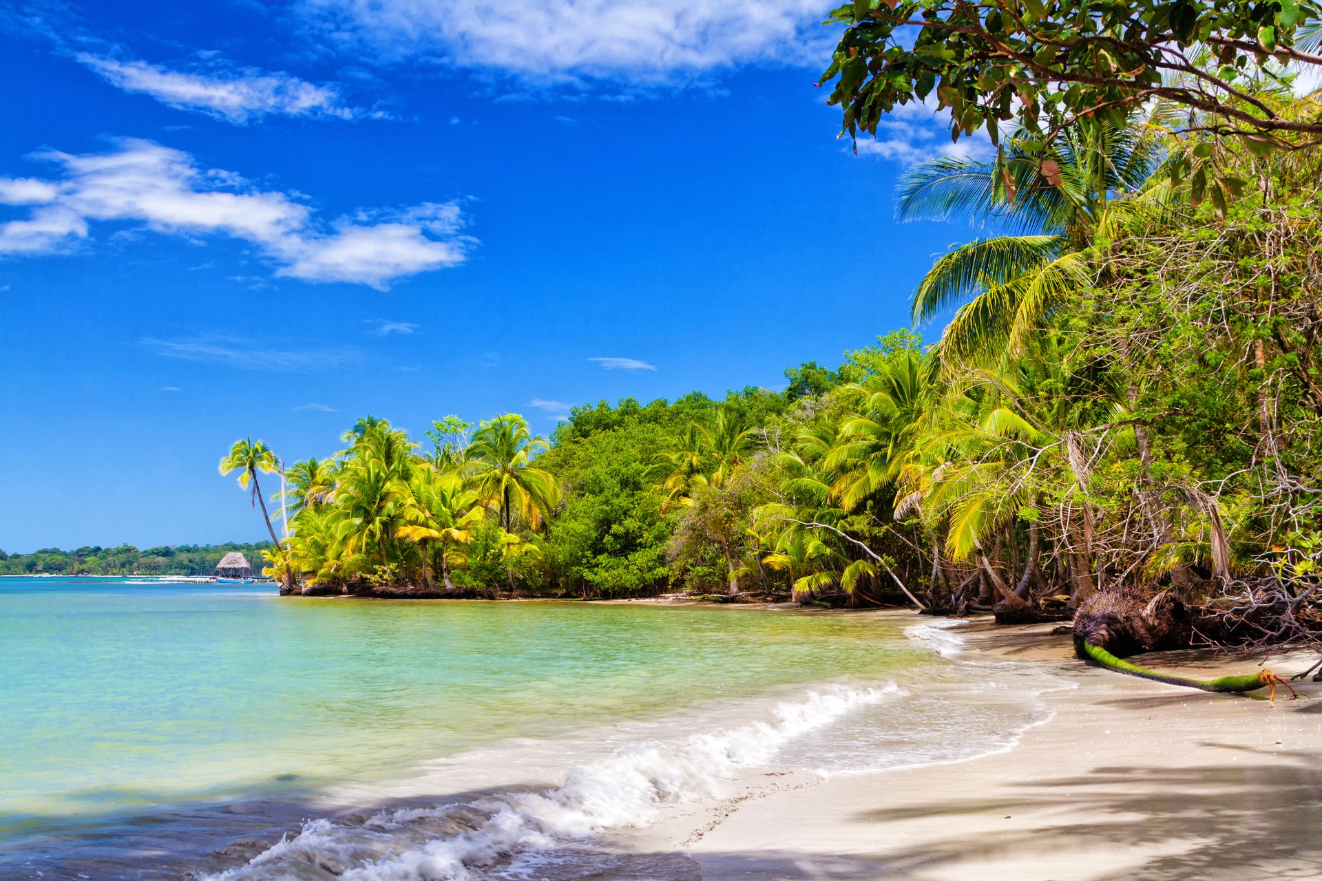 Turquoise water and a white-sand beach lined with palm trees at Starfish Beach, Bocas del Toro